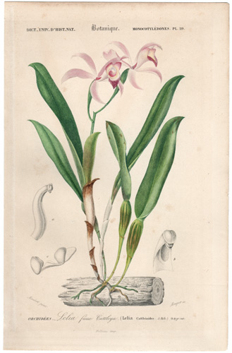 Cattelya Orchid